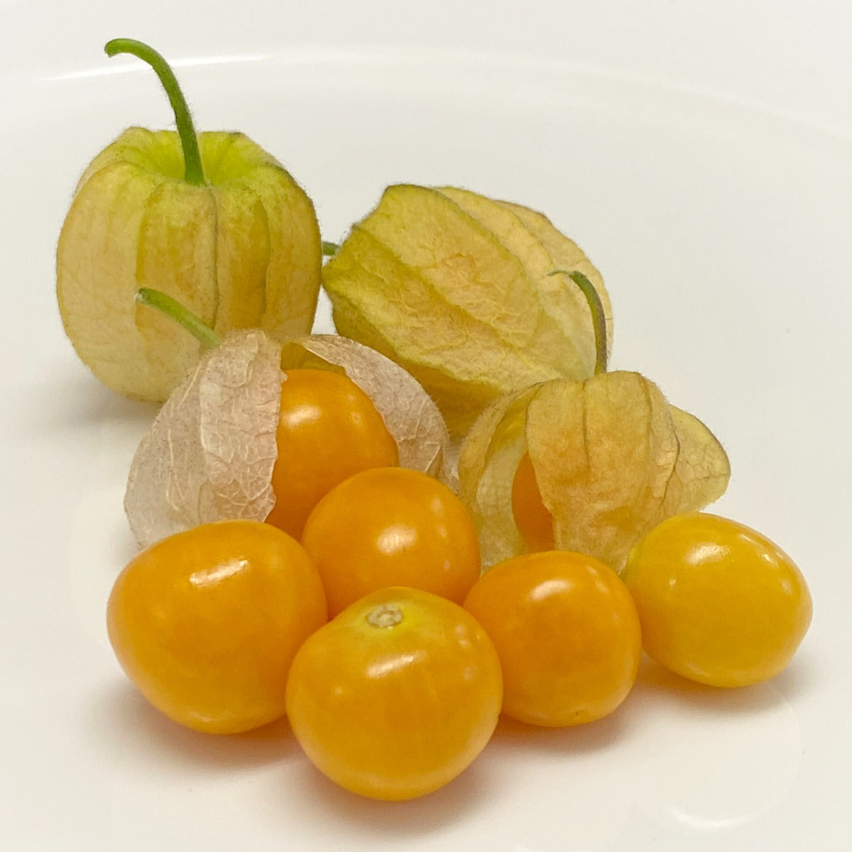 Goldenberry Plant (Physalis peruviana)