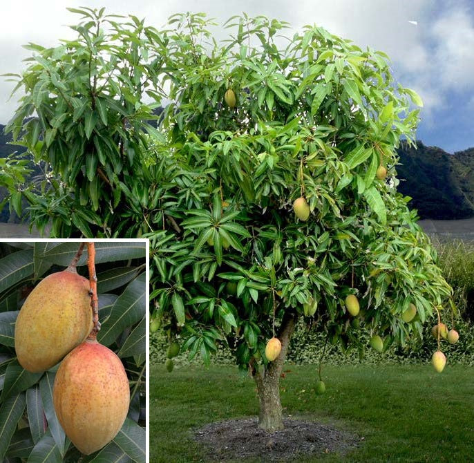 Mango Tree 'Pickering' For Sale – Logee's Plants