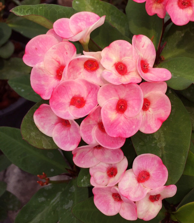 Crown of Thorns ‘Pink Crown’ (Euphorbia milii hybrid)