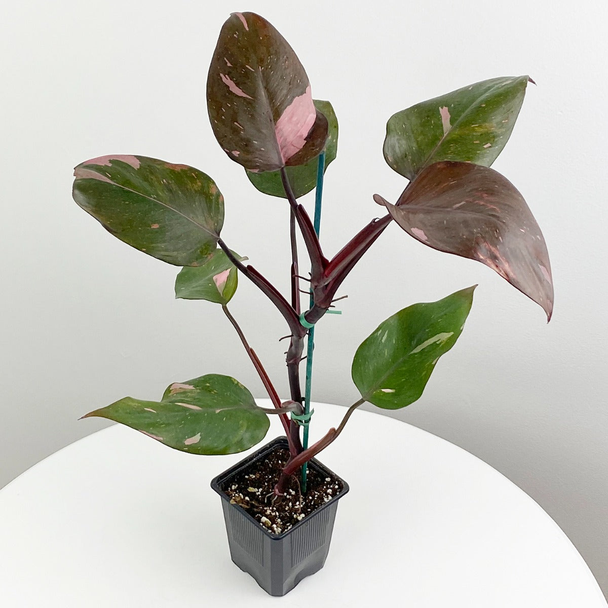 Philodendron ‘Pink Princess’ (Philodendron erubescens)