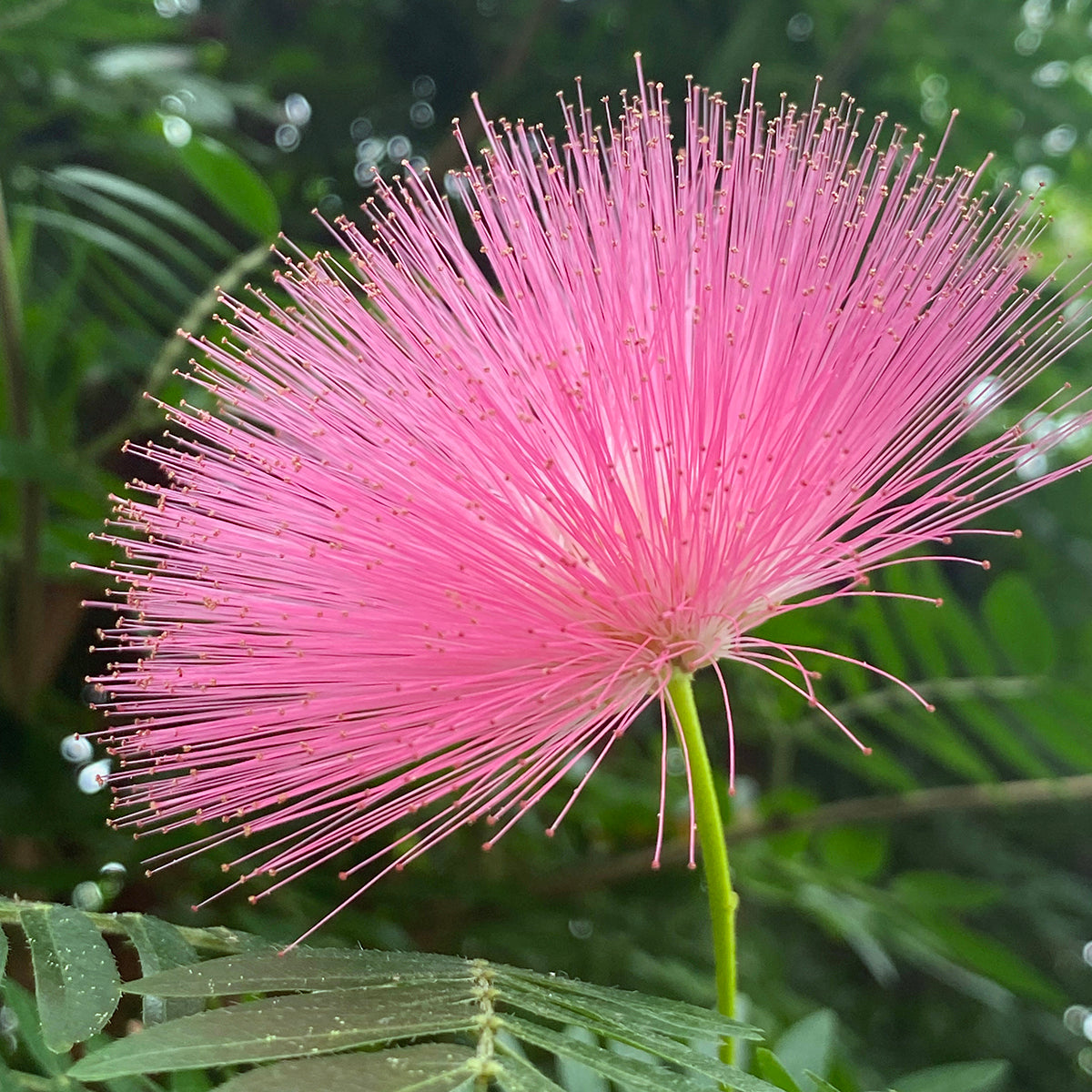 Pink Powder Puff For Sale – Logee's Plants