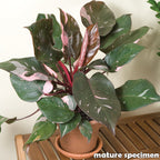 Philodendron ‘Pink Princess’ (Philodendron erubescens)