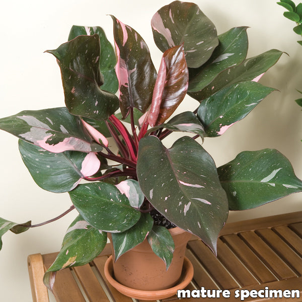 Philodendron ‘Pink Princess’ (Philodendron erubescens)