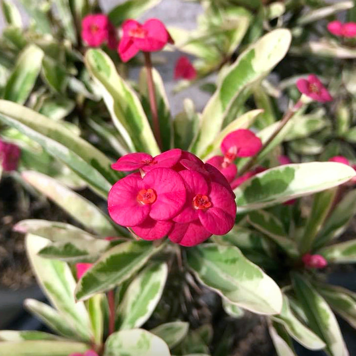 Crown of Thorns ‘Variegated Pink’