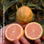 Variegated Pink Eureka Lemon Tree (Citrus x limon)