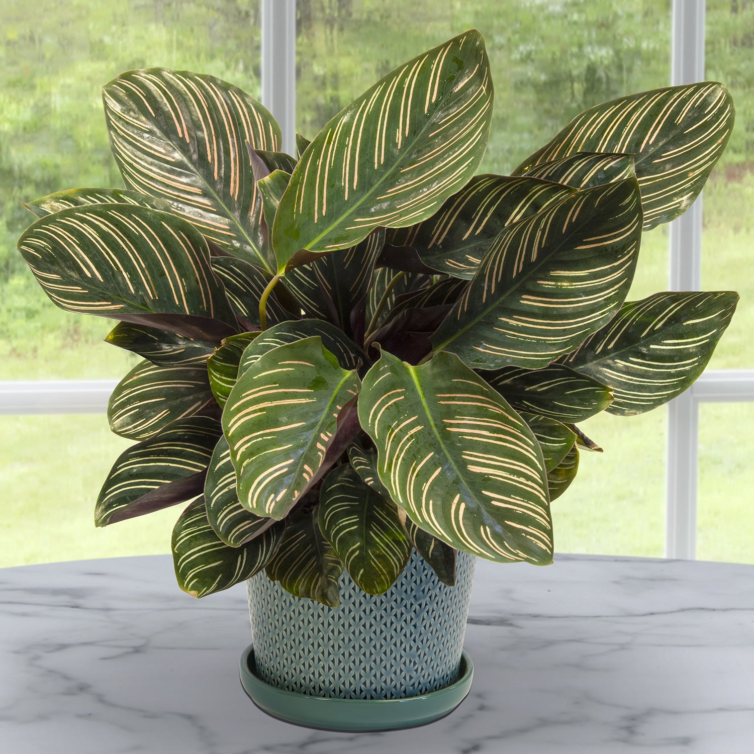 Pinstripe Calathea (Calathea ornata)