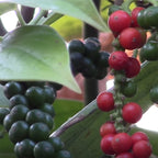 Black Pepper Plant (Piper nigrum)