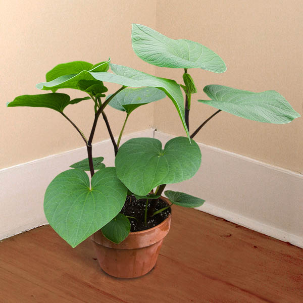 Kava Kava (Piper methysticum)