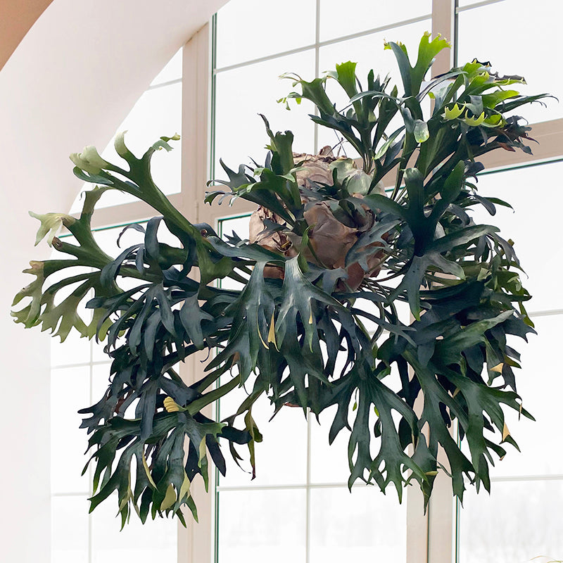 Staghorn Fern Hillii (Platycerium hillii)