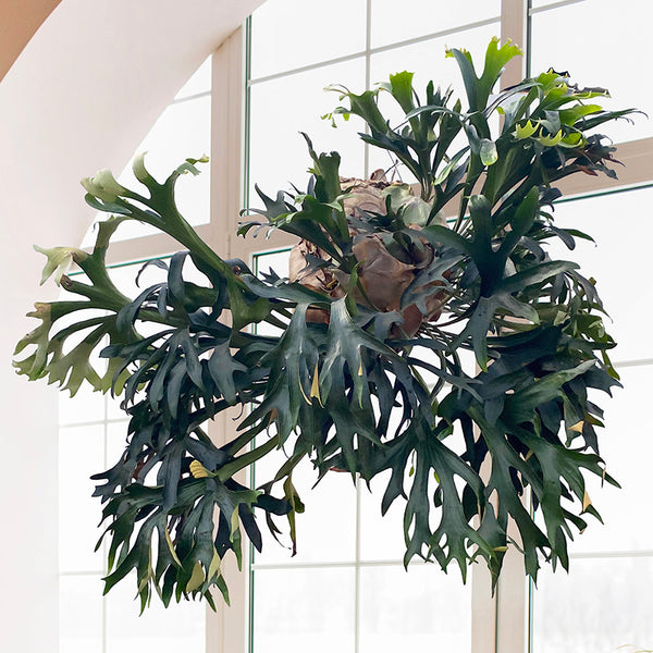 P. hillii coronarium Flamenco 【M-45】 platycerium_hillii_grande.jpg?