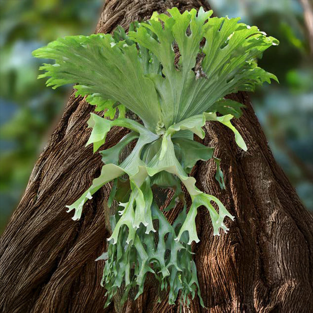 Staghorn Fern ‘Superbum’
