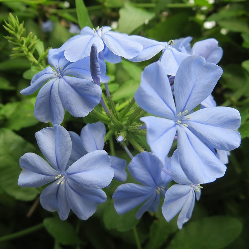 Plumbago 'Imperial Blue' (Plumbago auriculata)