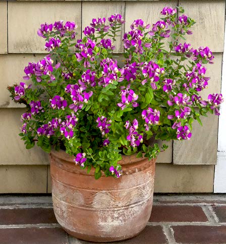 Sweet Pea Shrub ‘Petite Butterfly’ (Polygala fruticosa)
