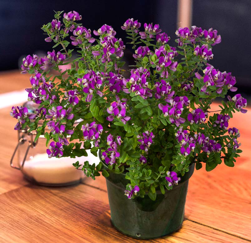 Sweet Pea Shrub ‘Petite Butterfly’ (Polygala fruticosa)