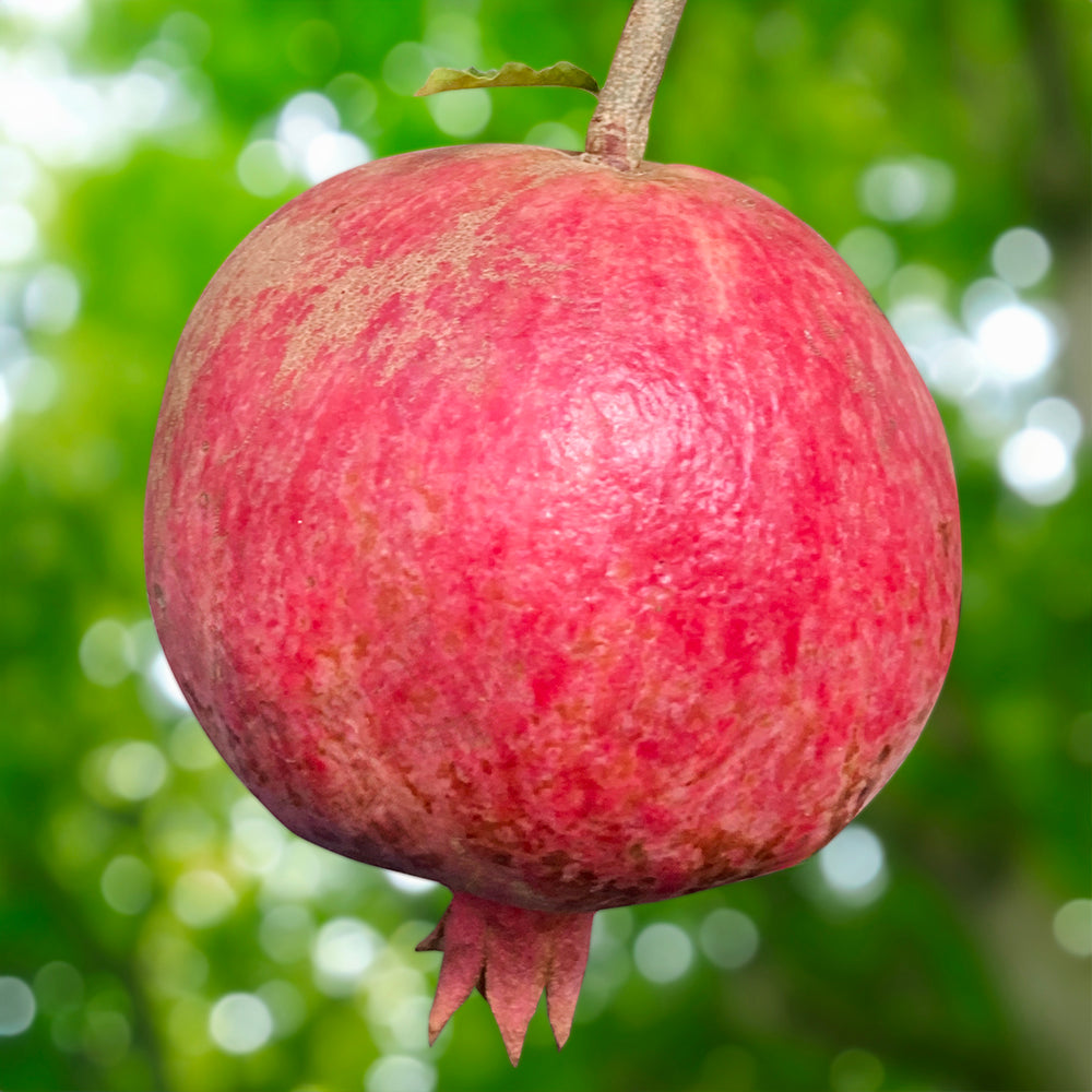 Hardy Pomegranate Tree ‘Salavatski’ (Punica hybrid)