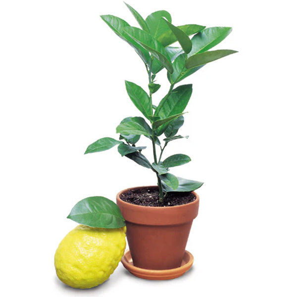 Ponderosa Lemon Tree plants for sale