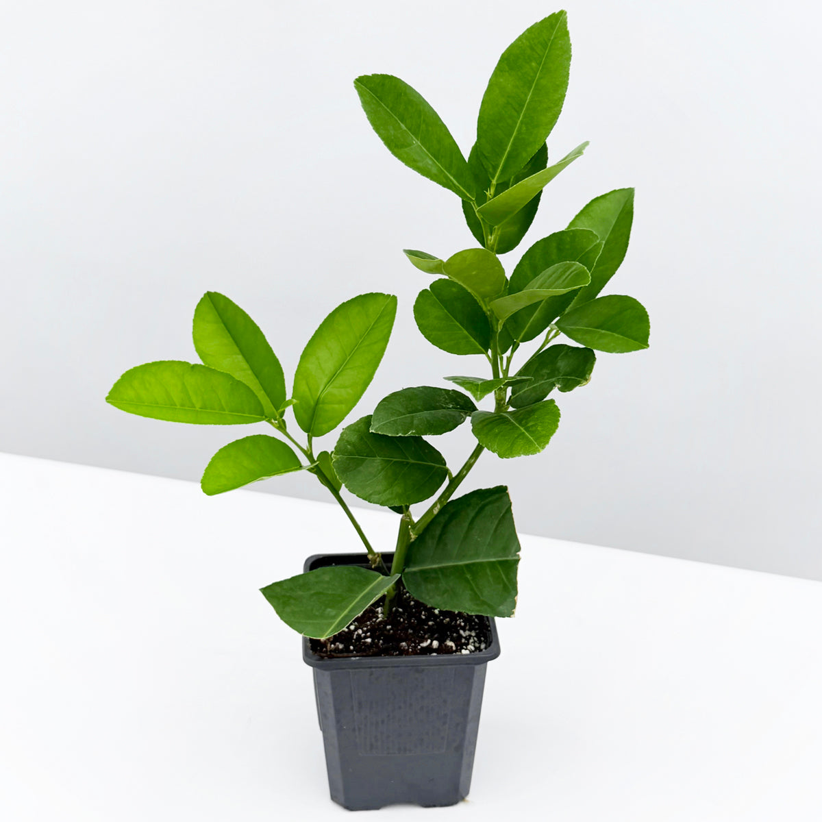 Ponderosa Lemon Tree (Citrus limon)