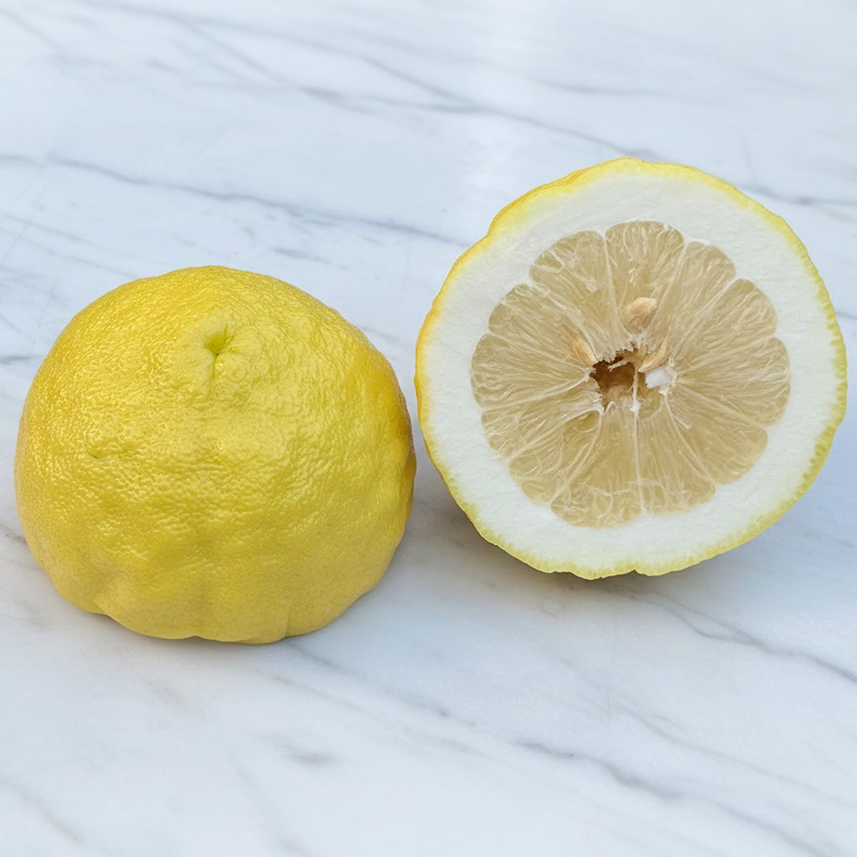 Logee's Ponderosa Lemon Tree