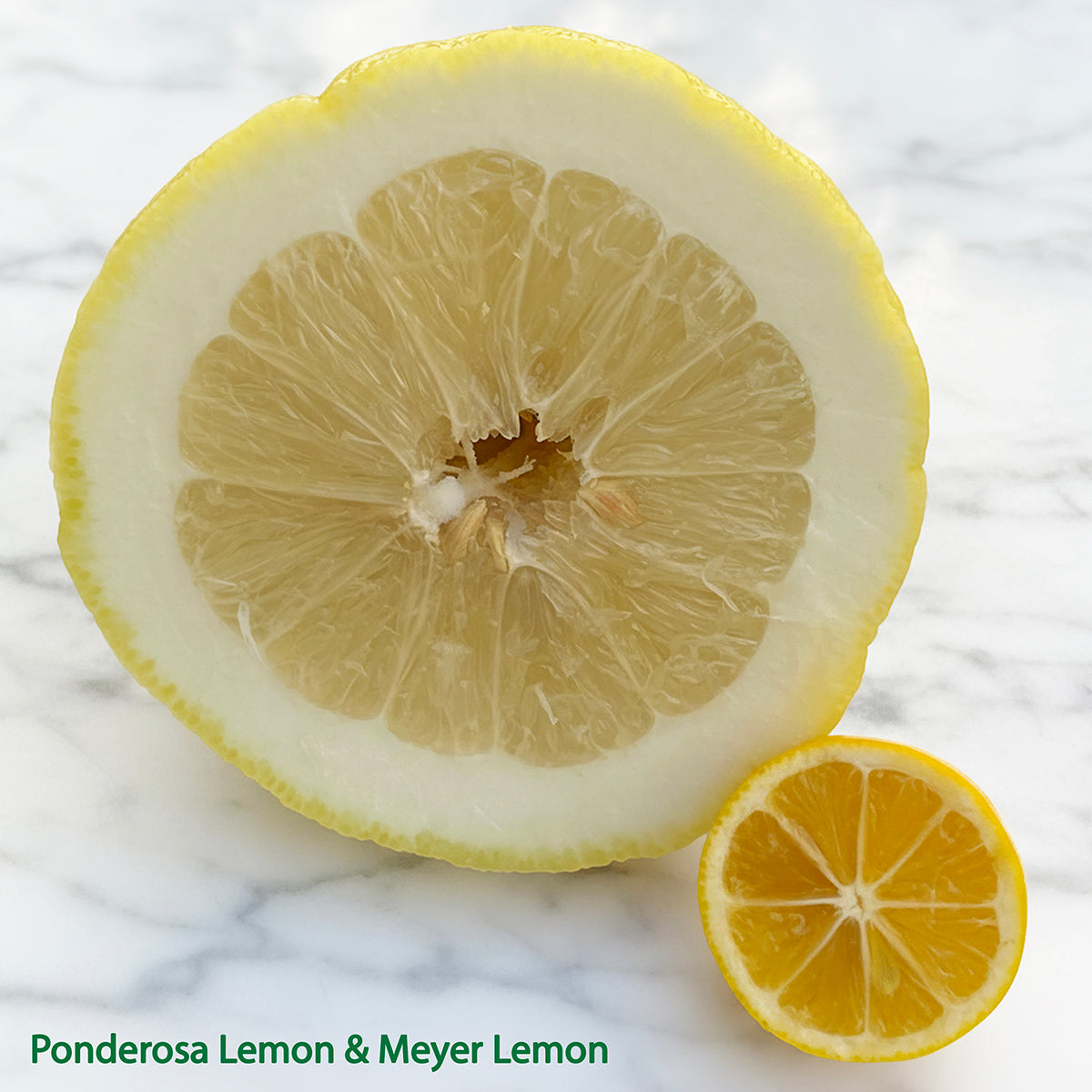 Ponderosa Lemon Tree (Citrus limon)