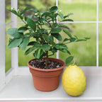 Ponderosa Lemon Tree (Citrus limon)