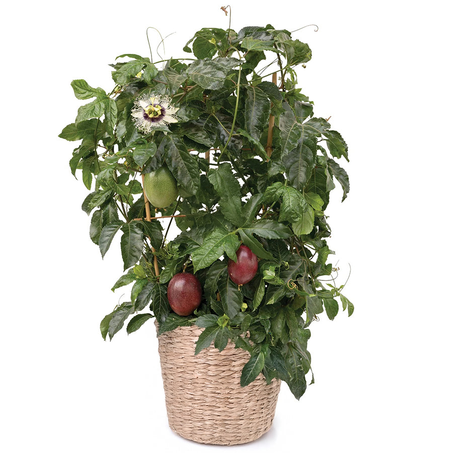Poppin’ Passion™ Passion Fruit (Passiflora ‘Wellington 101’ PP)