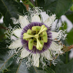 Poppin’ Passion™ Passion Fruit (Passiflora ‘Wellington 101’ PP)