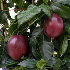 Poppin’ Passion™ Passion Fruit (Passiflora ‘Wellington 101’ PP)