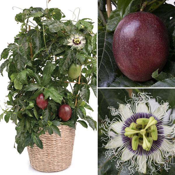 Poppin' Passion™ Passion Fruit For Sale – Logee's Plants