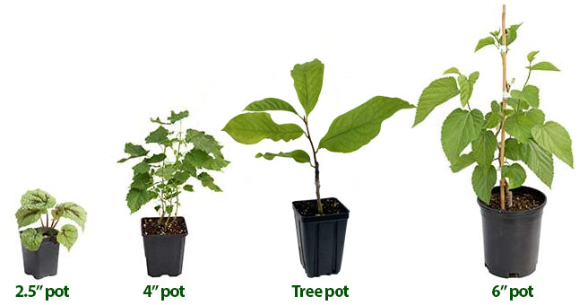 What You Will Receive – Logee's Plants