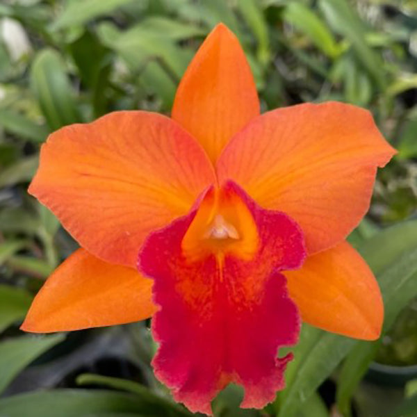 Potinara Orchid Orglade’s Tradition ‘Sunset’ AM/AOS