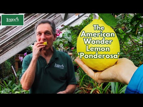 Ponderosa Lemon Tree (Citrus limon)