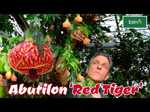 Abutilon 'Red Tiger' (Abutilon hybrid)