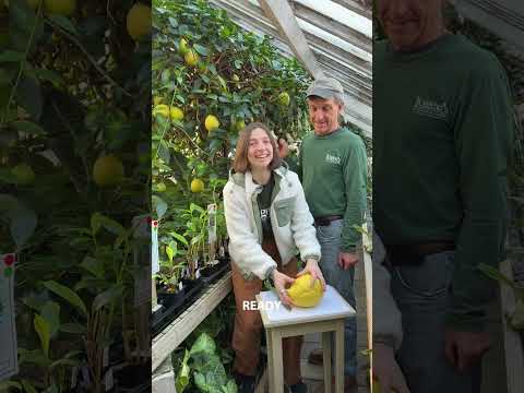 Ponderosa Lemon Tree (Citrus limon)