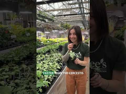 Syngonium 'Batik' (Syngonium podophyllum)