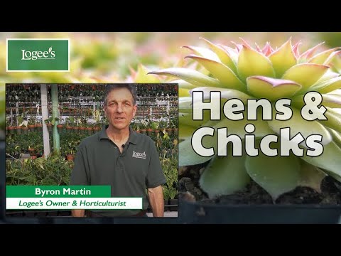 Chick Charms Hens and Chicks - Thumbnail 3