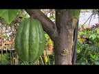 Cocoa Tree (Theobroma cacao 'Trinitario')