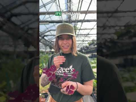 Palm-leaf False Shamrock Plant (Oxalis palmifrons)