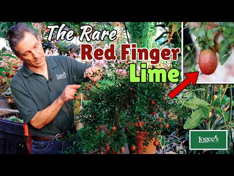 Australian Red Lime Tree (Citrus australasica hybrid)