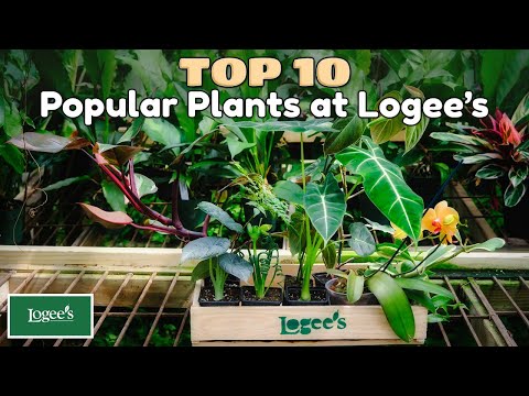 Black Gold Philodendron (Philodendron melanochrysum)
