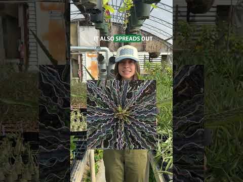 chocolate chip succulent Manfreda 'Cherry Chocolate Chip' PP for Sale – Logee's Plants