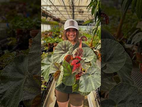 Begonia barosma (Begonia species)