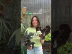 Begonia 'Black Magic' (Begonia fibrous hybrid)