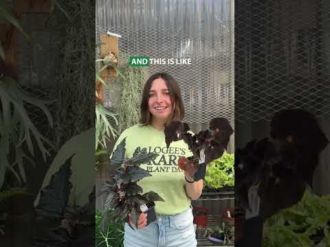 Begonia 'Black Magic' (Begonia fibrous hybrid)