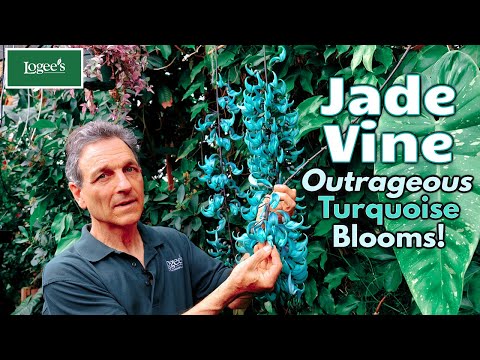 Jade Vine (Strongylodon macrobotrys)
