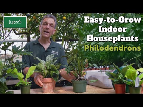 Philodendron ‘Birkin’ (Philodendron hybrid)