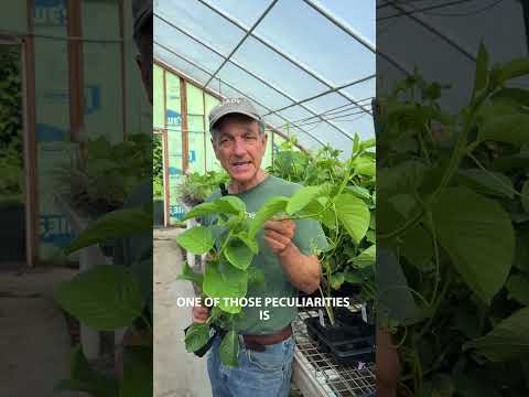 Passion Flower ‘Giant Granadilla’ (Passiflora quadrangularis)