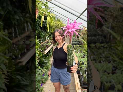 Indian Comb Cactus (Trichocereus brevispinulosus)