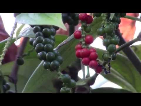 Black Pepper Plant (Piper nigrum)