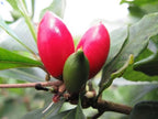 Miracle Fruit Plant (Synsepalum dulcificum)