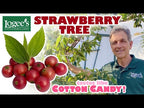 Strawberry Tree (Muntingia calabura)